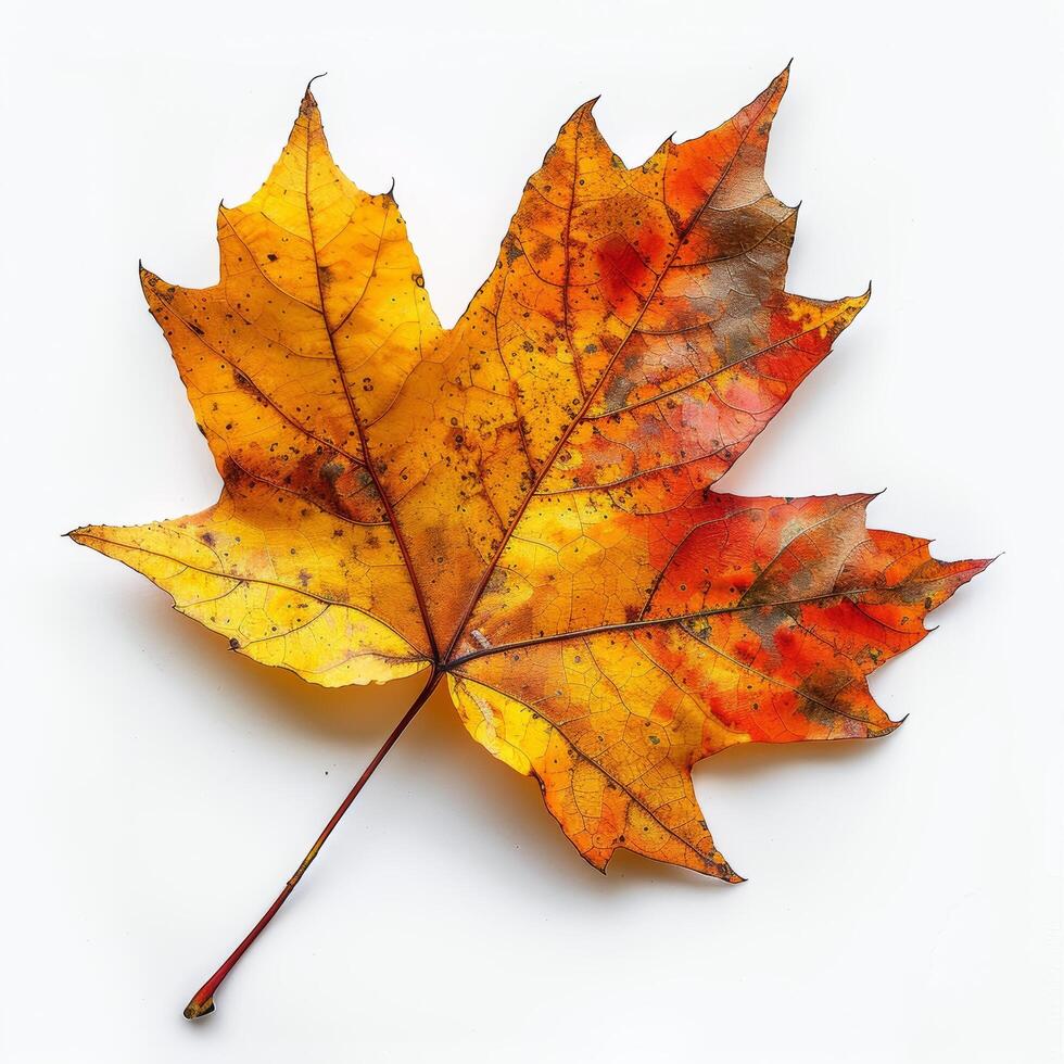 Yellow and Red Maple Leaf on White Background Stock Free