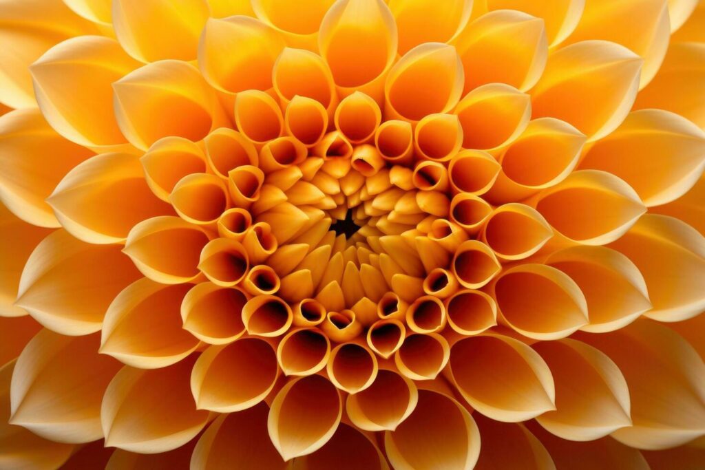 Yellow dahlia flower closeup background Stock Free