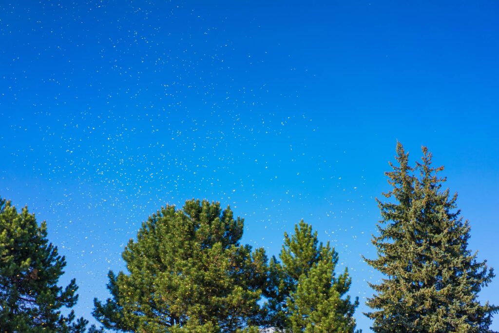 Yellow Festival Confetti Above the Trees Free Photo