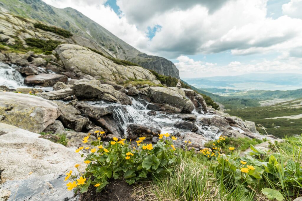 Yellow Flowers and Mountain Waterfall in Pure Nature Free Photo