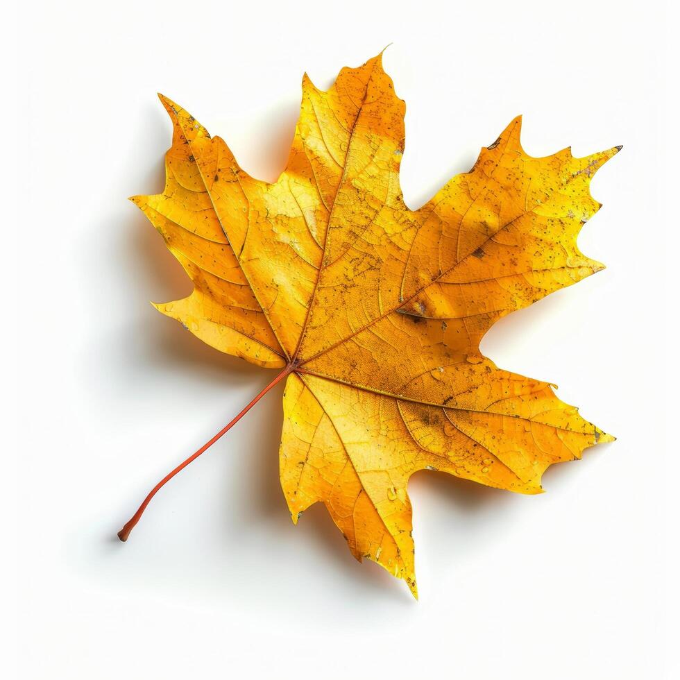 Yellow Maple Leaf on White Background Stock Free