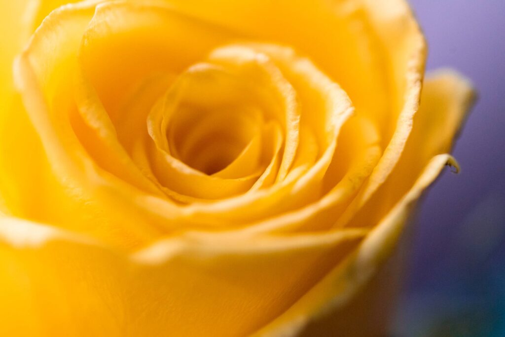 Yellow Rose Bloom Close Up Free Photo