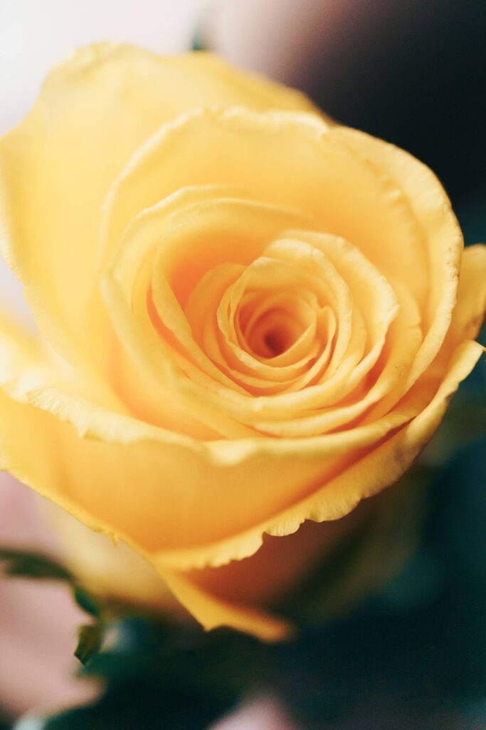 Yellow Rose Vertical Free Photo