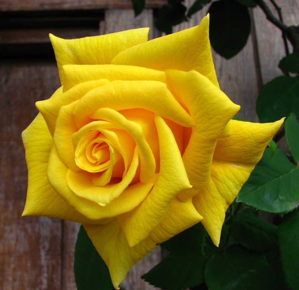 Yellow rose Stock Free