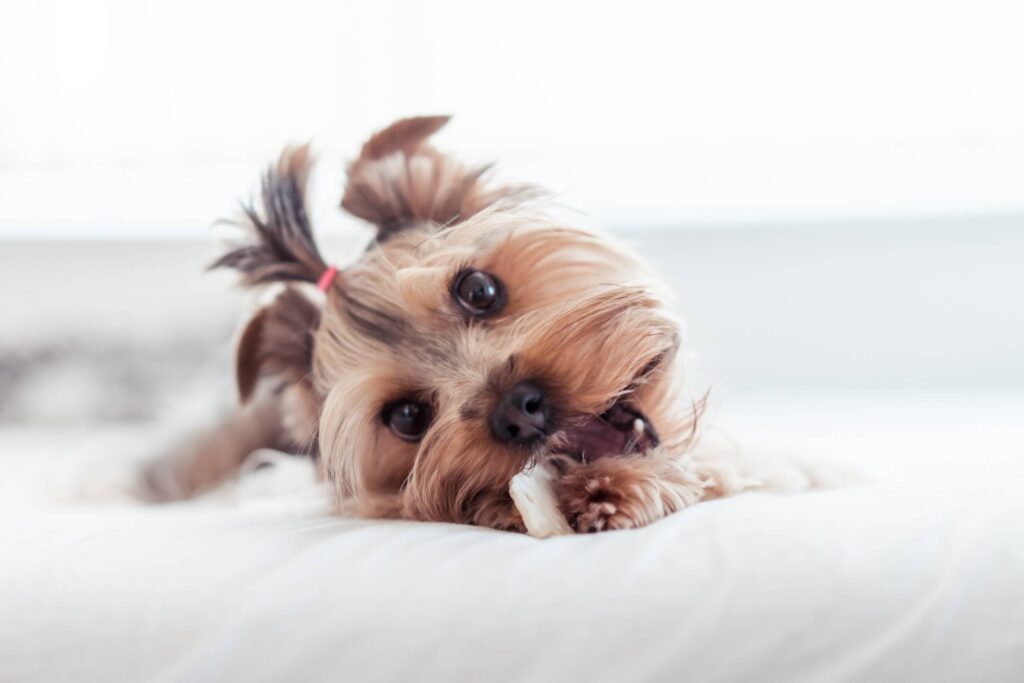 Yorkshire Terrier Eating Treats in Bed Free Photo