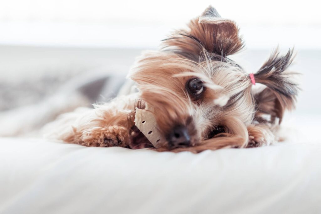 Yorkshire Terrier Eating Treats in Bed #2 Free Photo