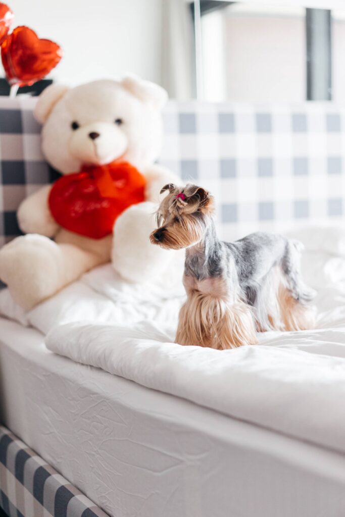 Yorkshire Terrier Standing on Bed Free Photo