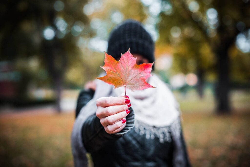 Young Girl Holding Autumn Colored Maple Leaf #2 Free Photo