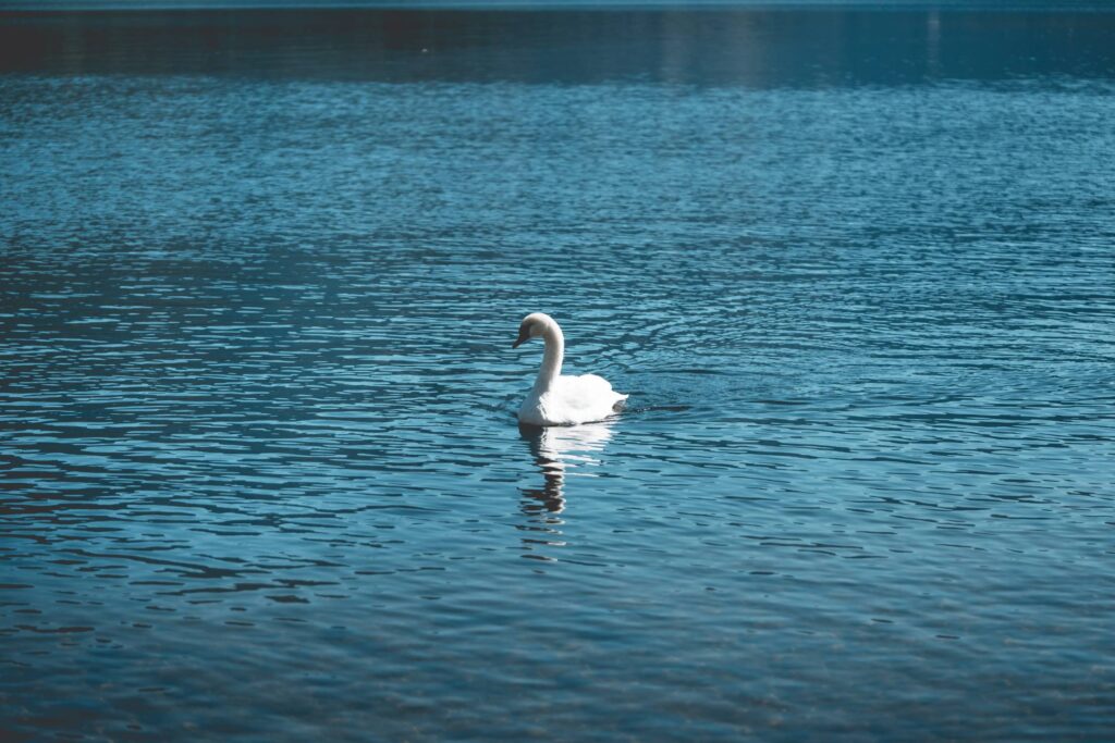 Young Swan Swimming Alone on a Lake Free Photo