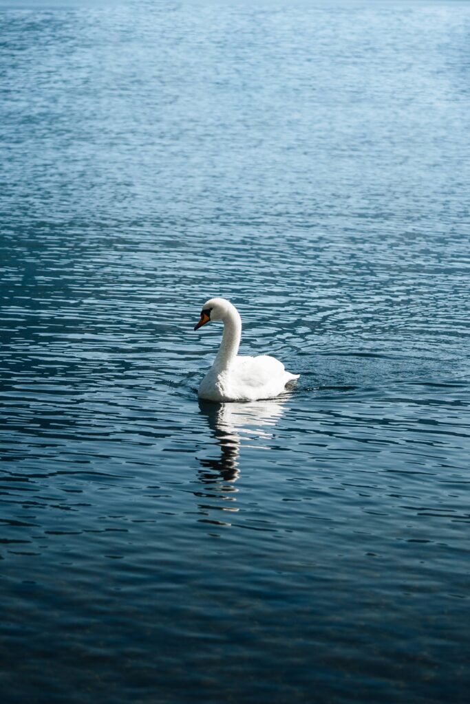 Young White Swan on a Lake Free Photo