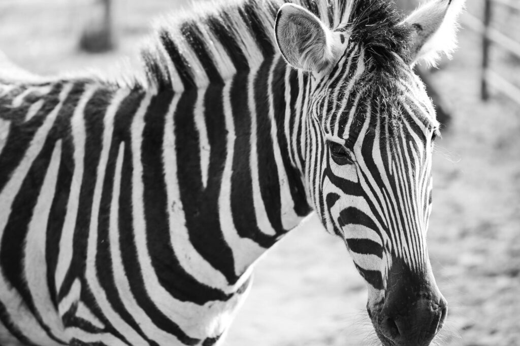 Zebra Black&White Portrait Free Photo