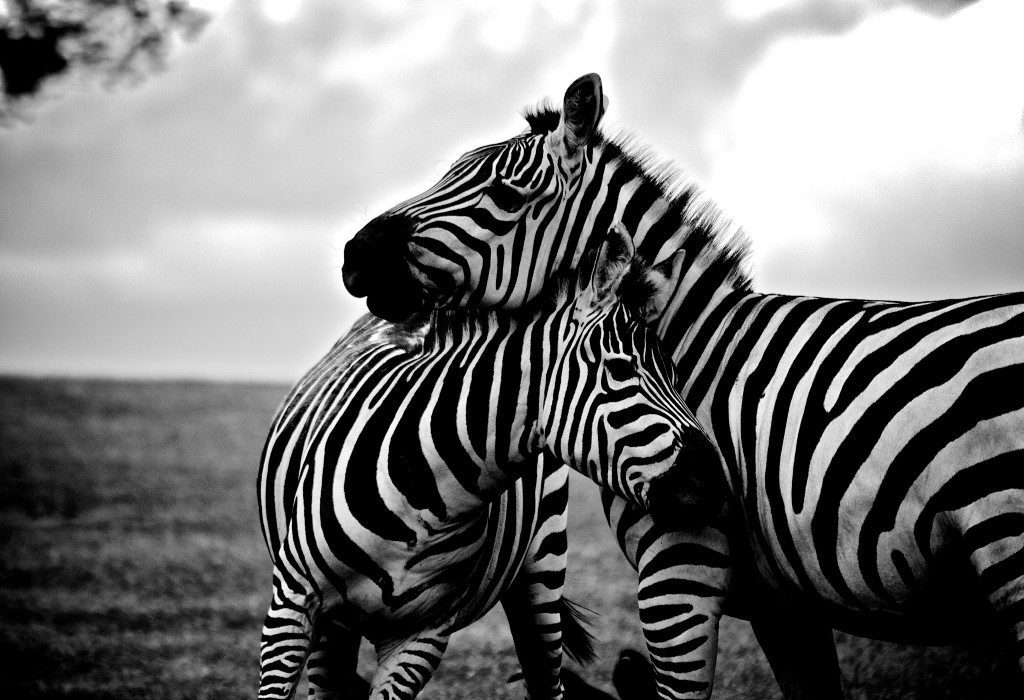 Zebra Mother and Child Free Stock HD Photo