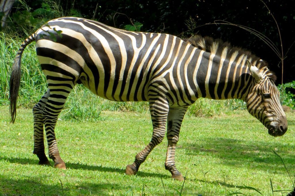 Zebra Stock Free