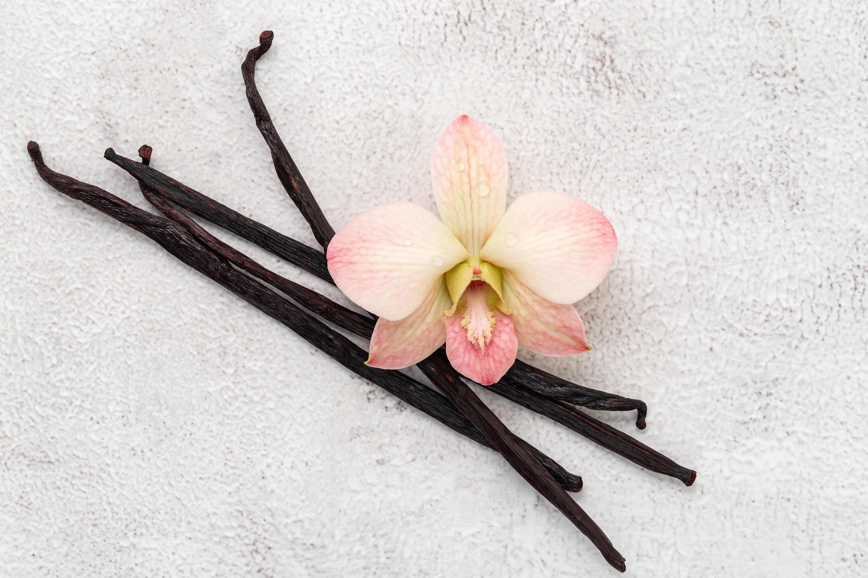 Dried vanilla sticks and orchid flower set up on white concrete background. Stock Free