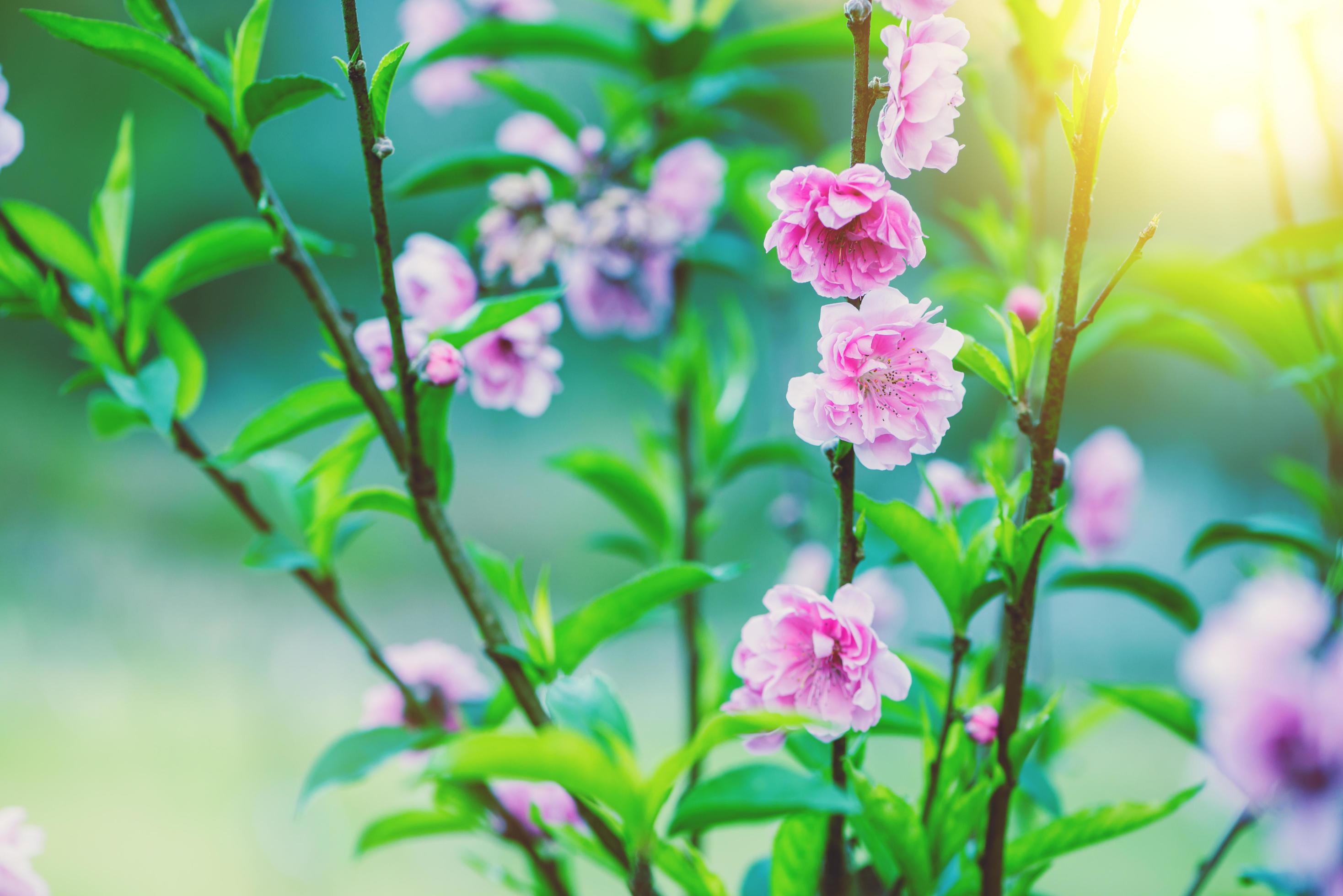 Beautiful Sakura flowers blooming in the morning. Stock Free