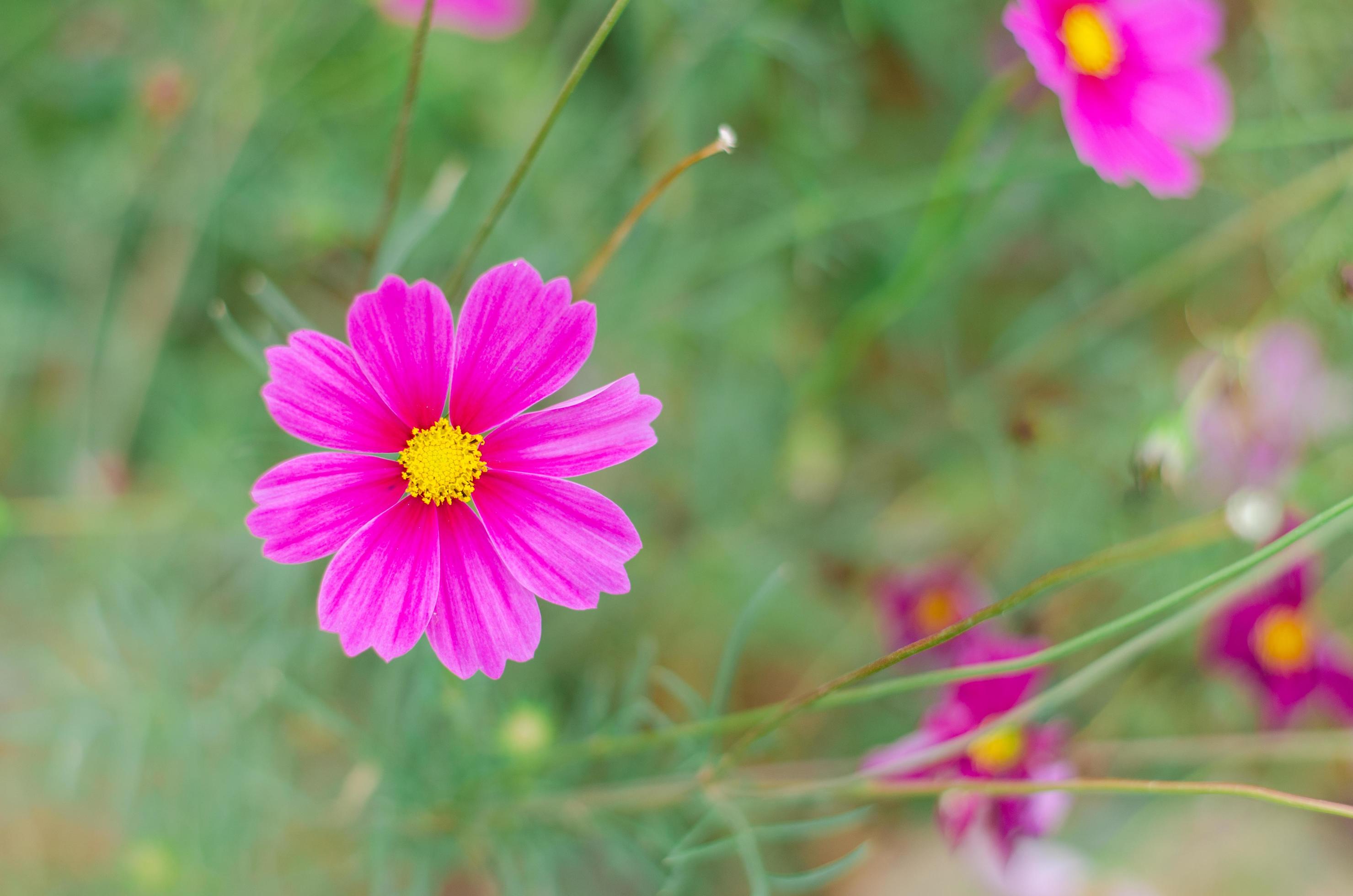 Pink cosmos flower blooming in the field. Stock Free