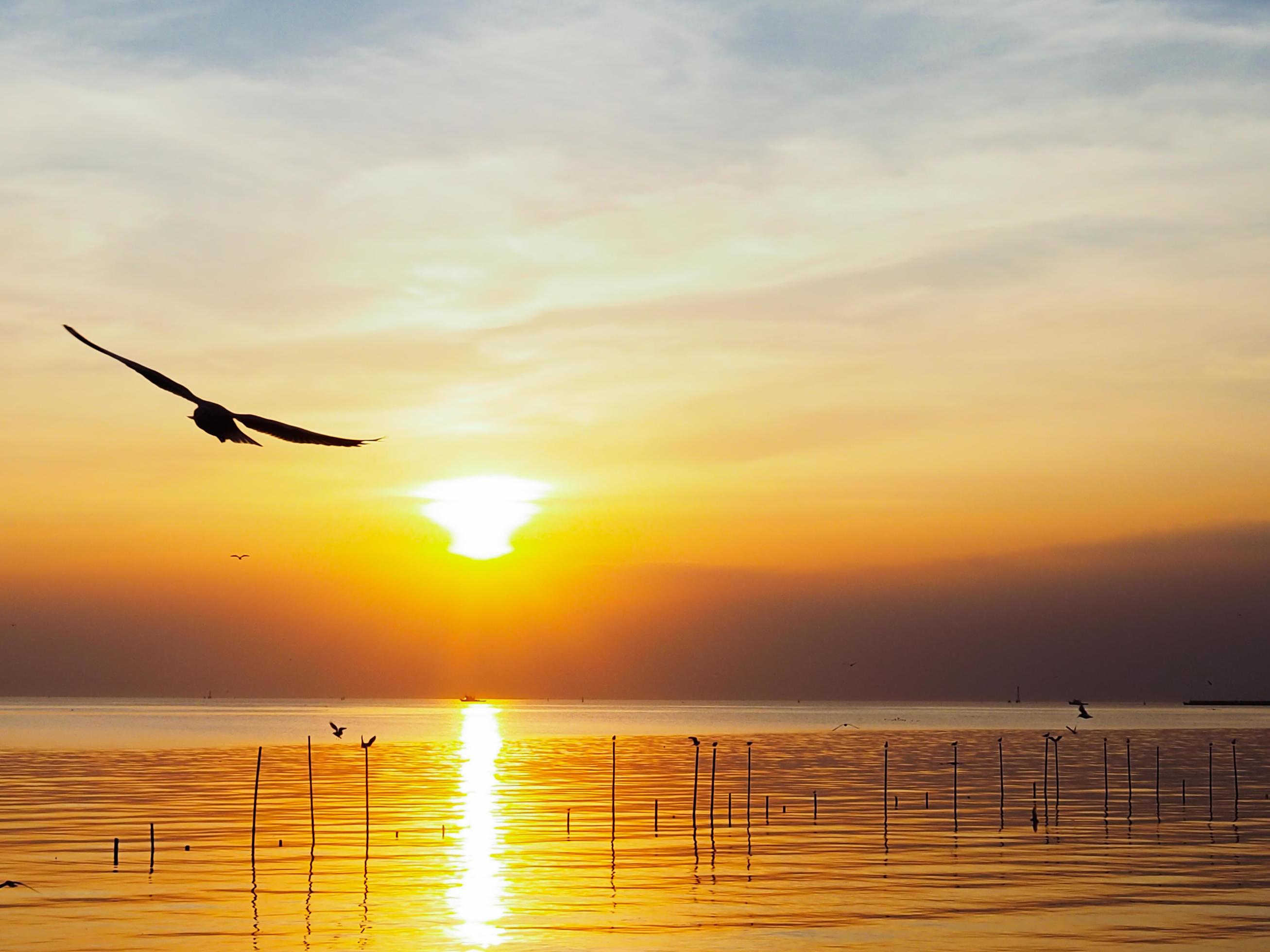 Flock of birds flies above the sea surface. Bird flying back to nest in natural sea and golden sky background during beautiful sunset. Stock Free