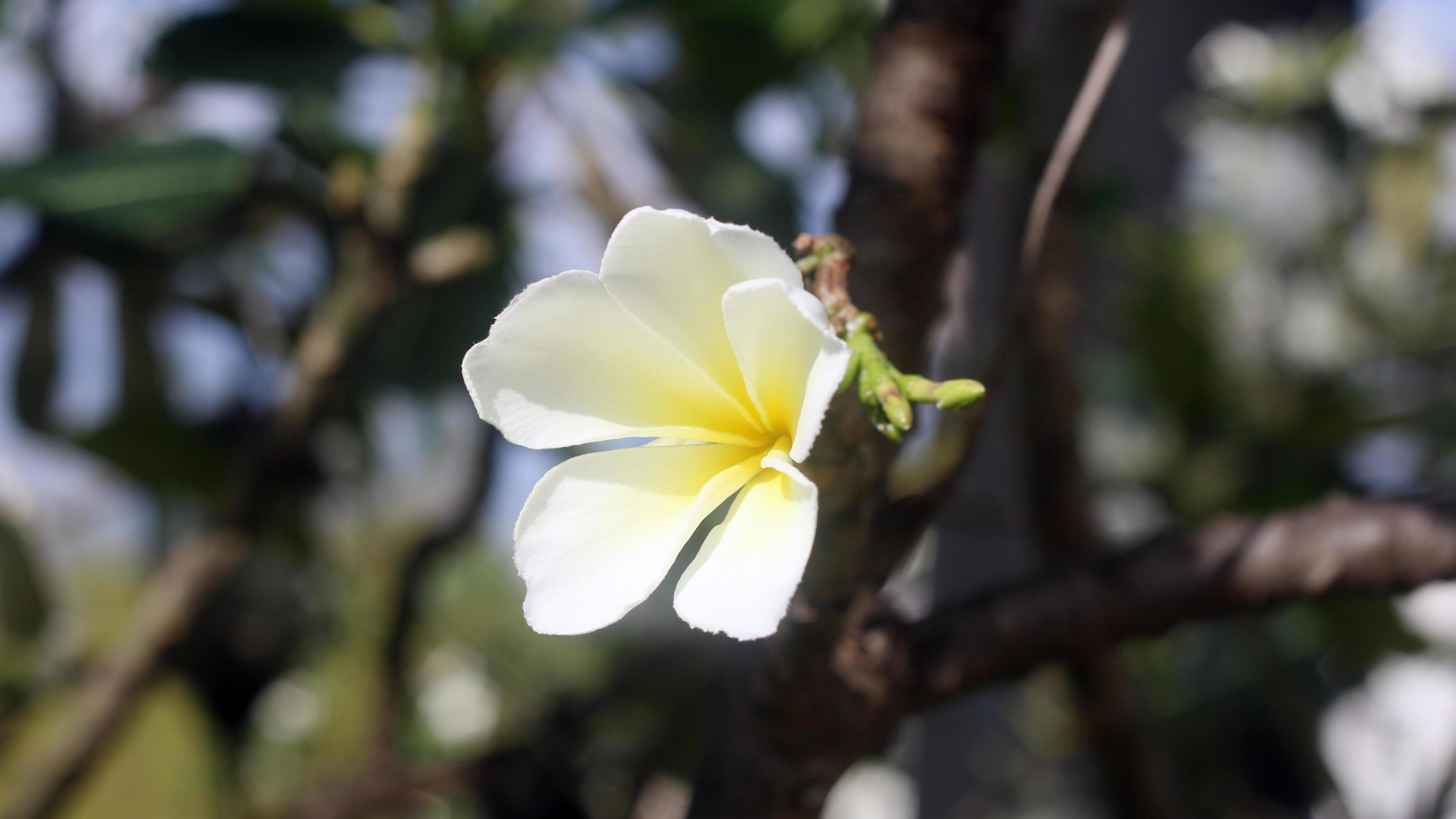 Frangipani flowers with green leaf background Stock Free