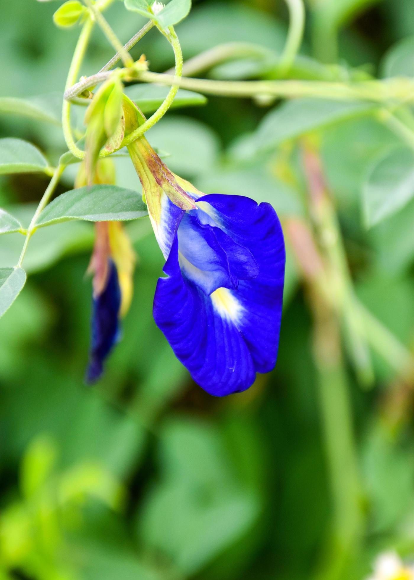 blue flowers blooming soft blur beauty nature Stock Free