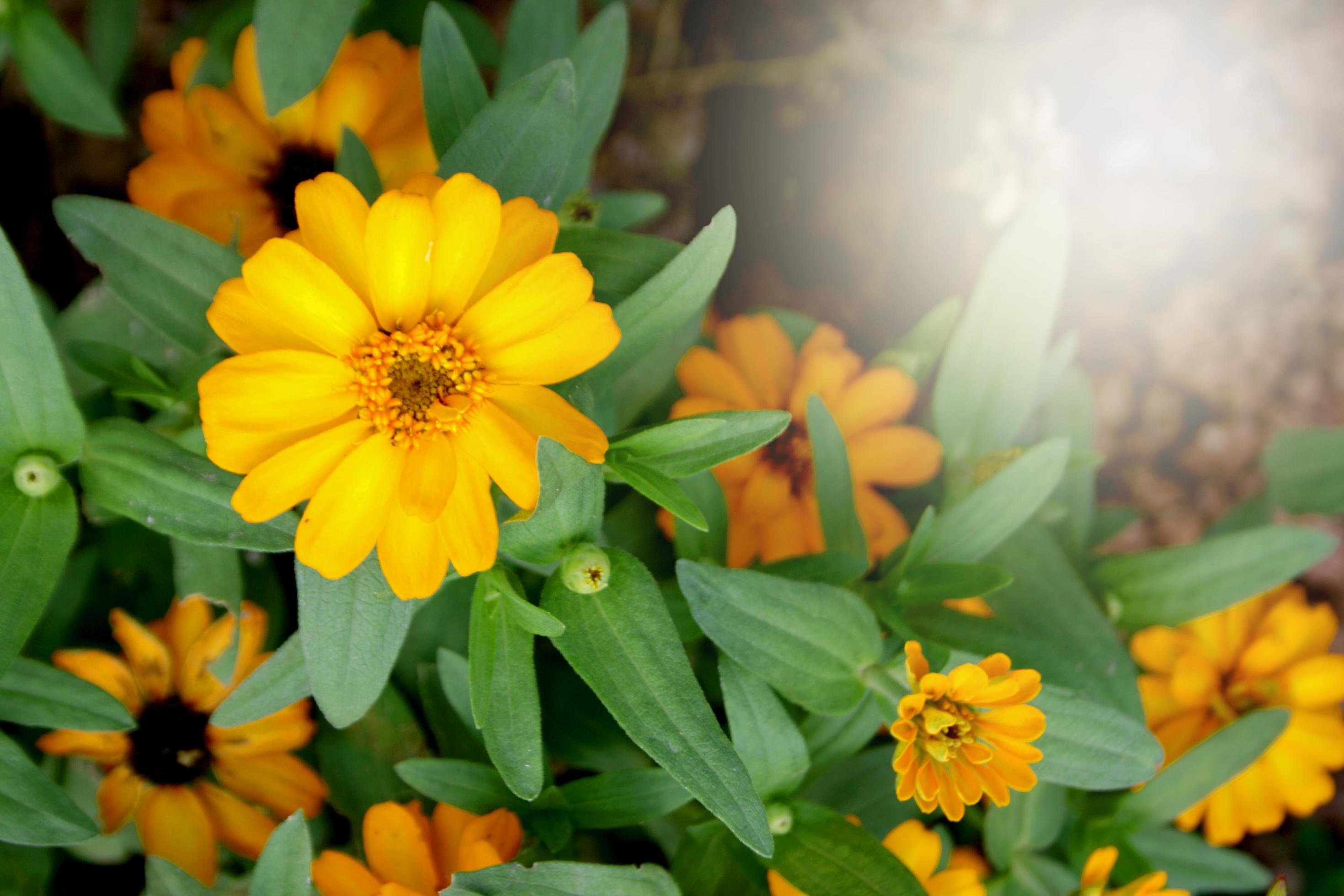 yellow flowers and light soft blur beautiful in garden Stock Free