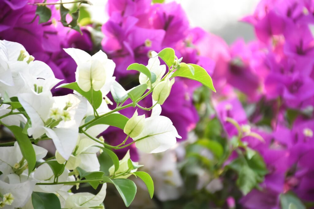 Bougainvillea flower in the morning with blurred background Stock Free