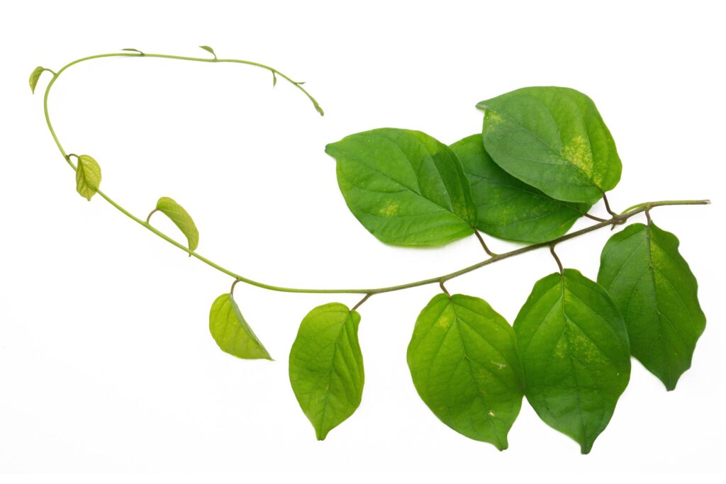 Young Cosmostigma leaves on branch, green foliage isolated on white background Stock Free