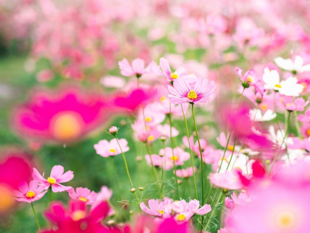 Pink cosmos flowers bloom in the garden Stock Free