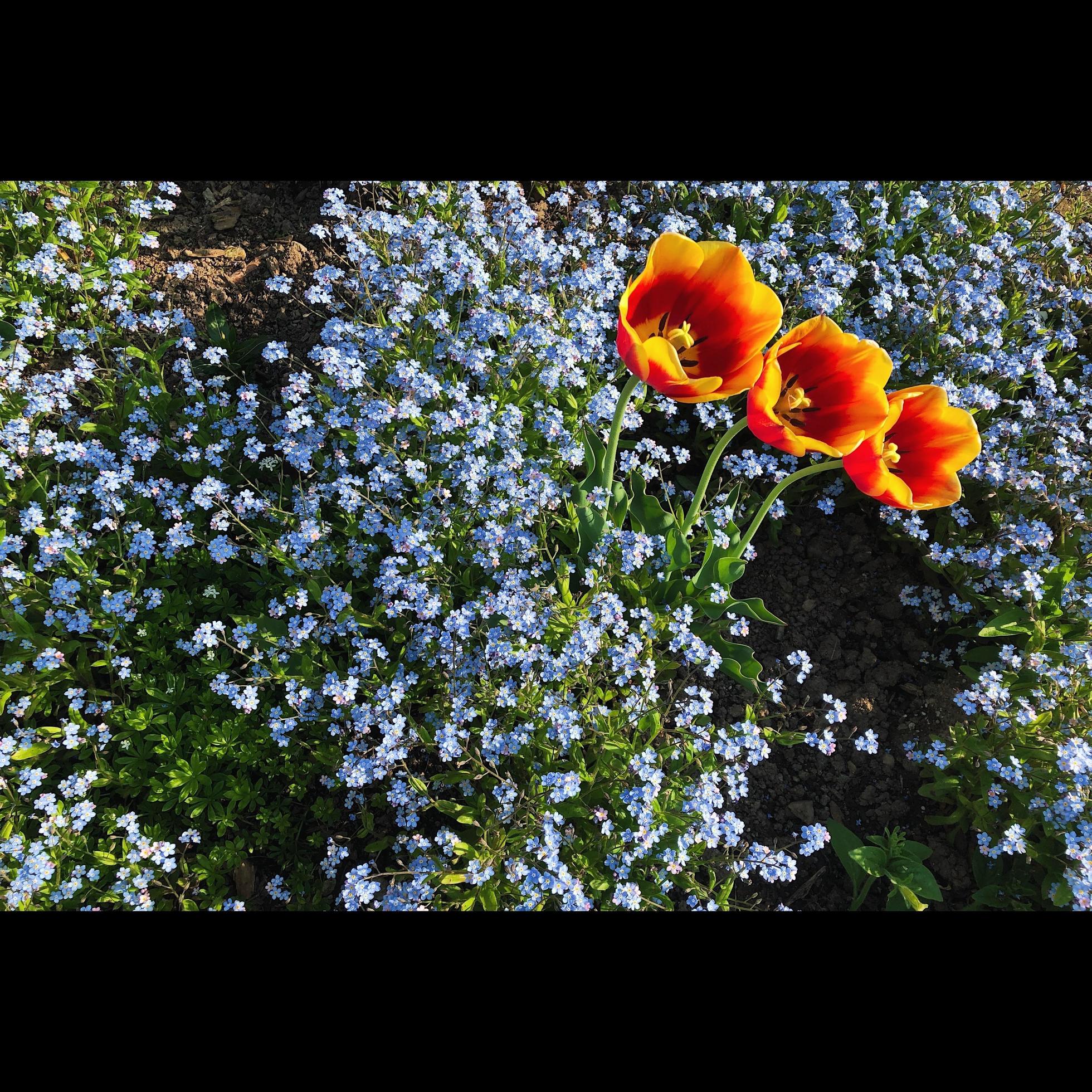 Orange Flowers Nature Stock Free