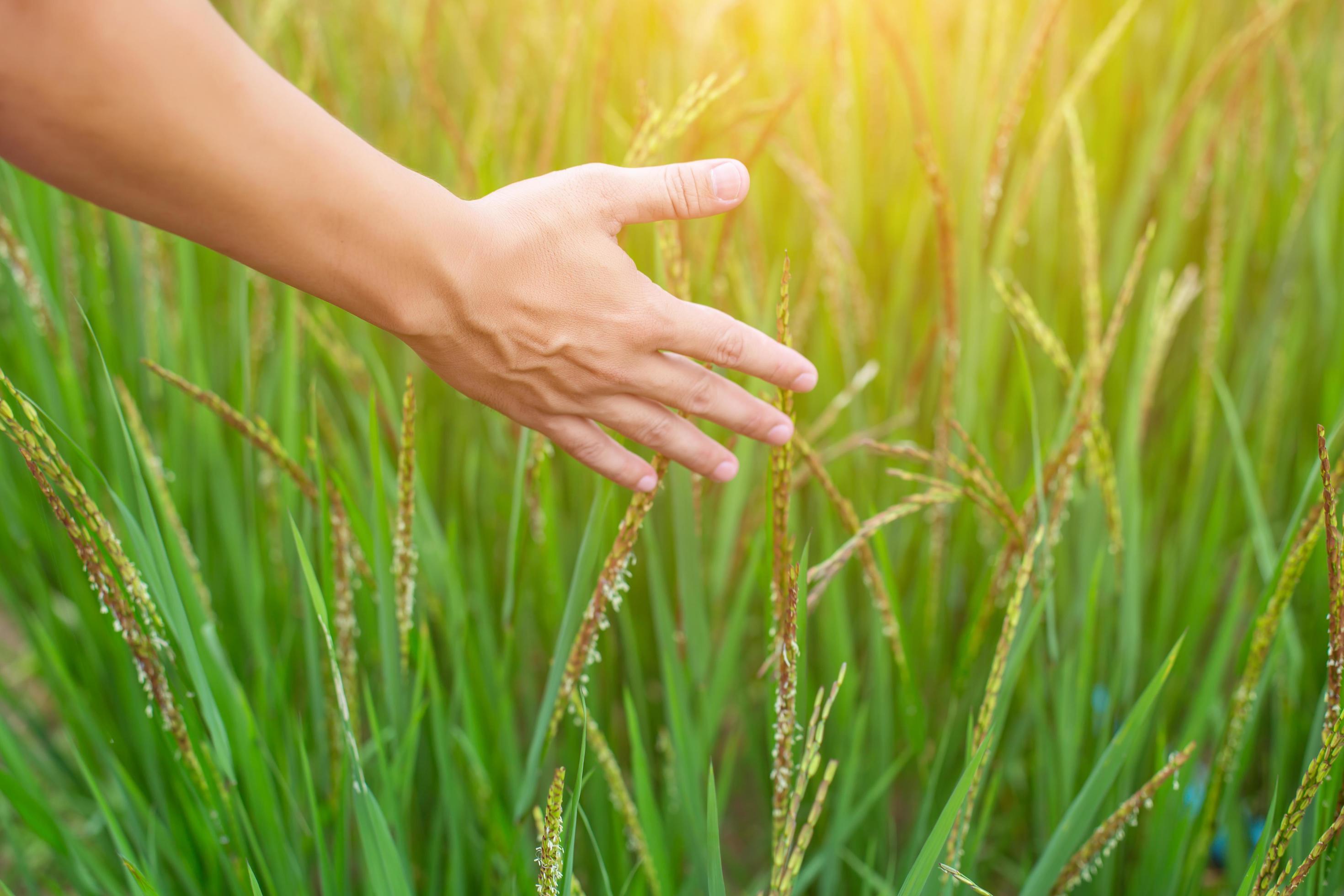 Hand of Young Woman Enjoying Nature with sunrise. Stock Free