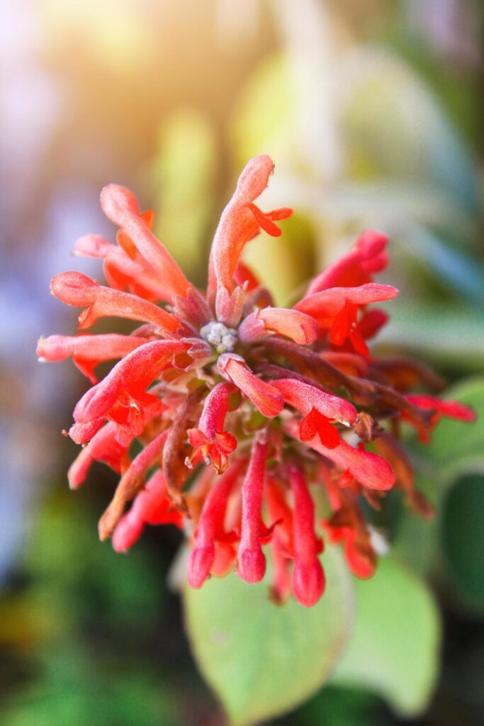 Colquhounia coccinea var. mollis is Wild flowers on the Chiang Dao mountain, Chiangmai at Thailand Stock Free