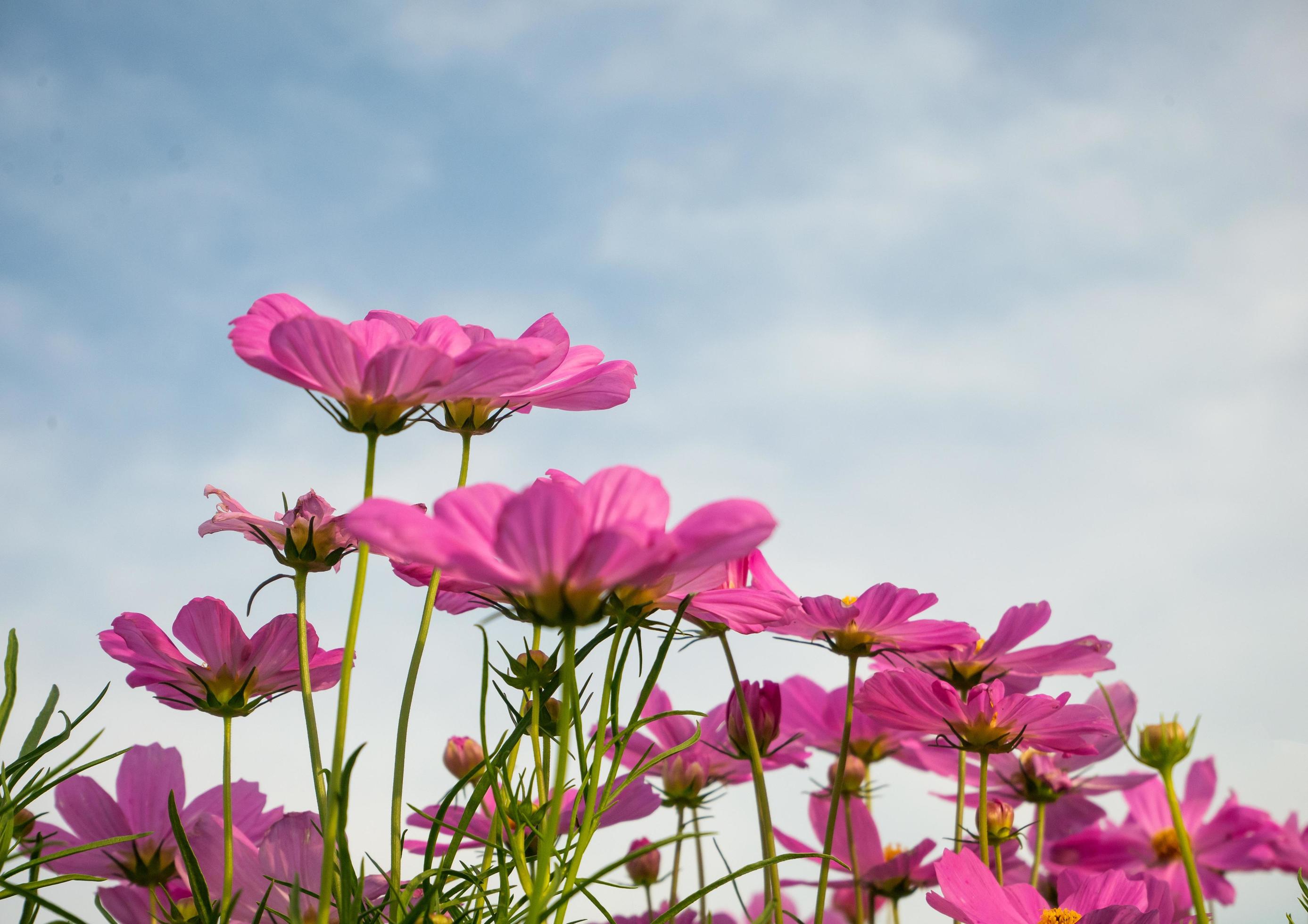 Cosmos flowers beautiful in nature garden Stock Free