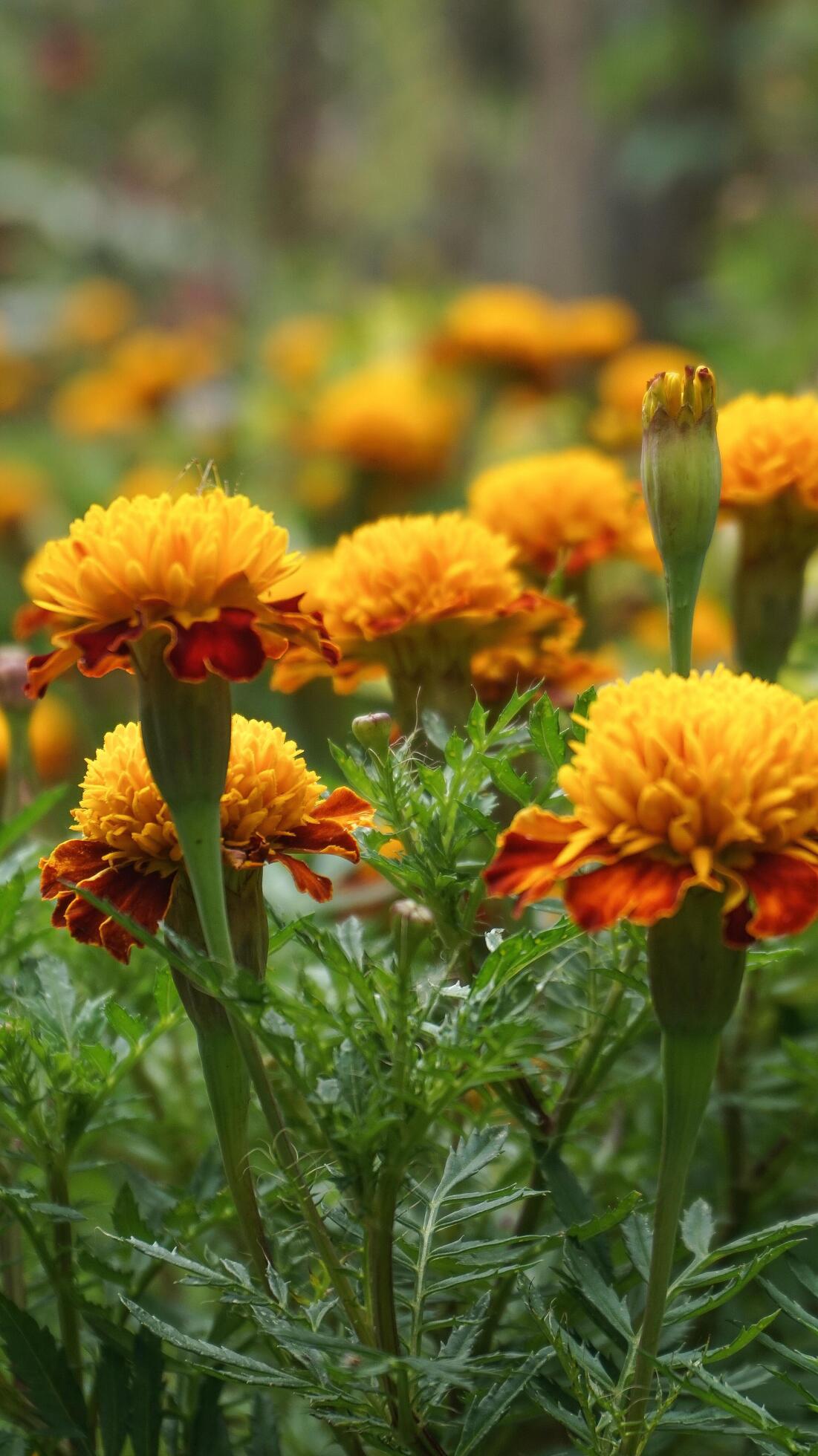 beautiful marigold flowers with nature background Stock Free