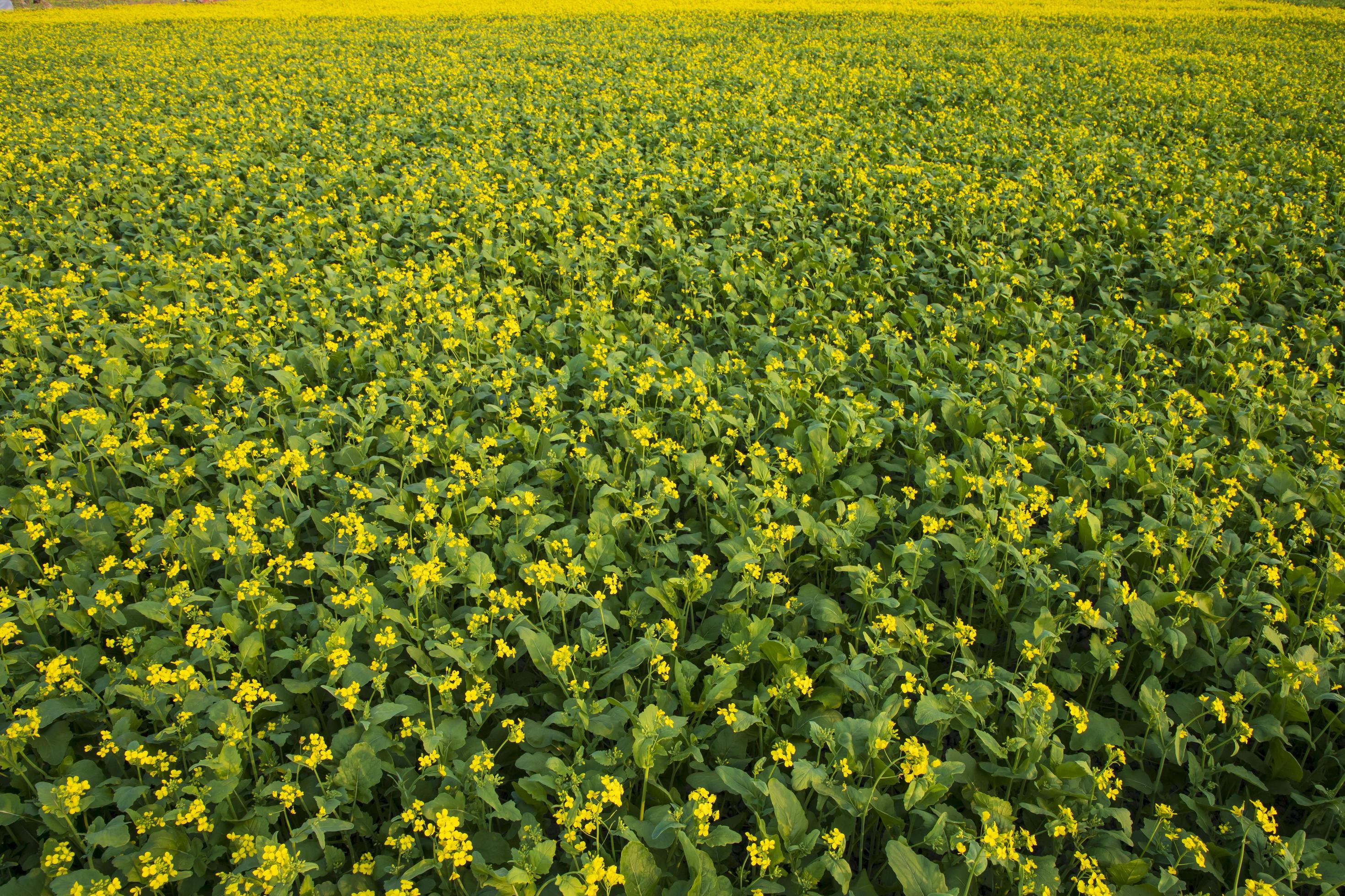 Beautiful Yellow Blooming rapeseed flower in the field natural Landscape view Stock Free