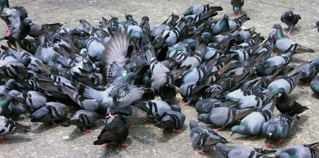 Hundreds Of Pigeons Stock Free