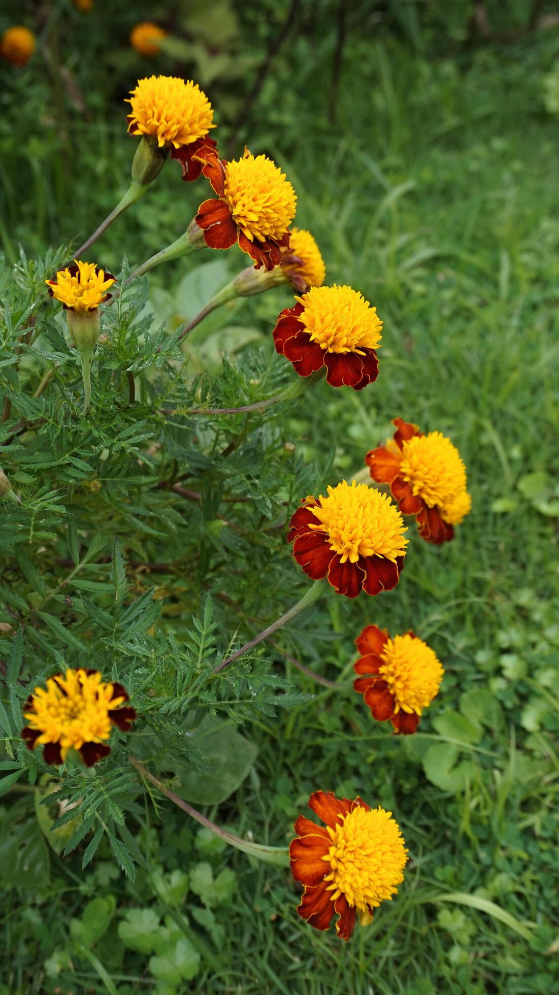 beautiful marigold flowers with nature background Stock Free