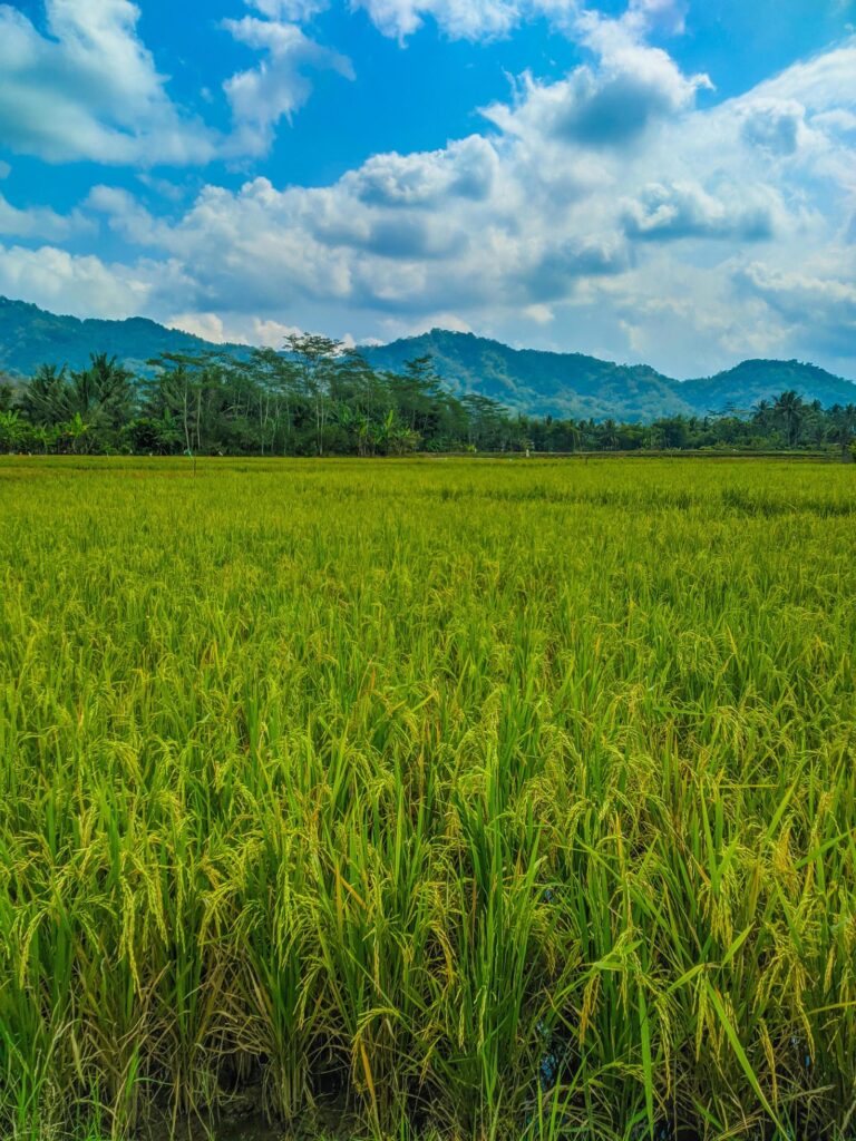 Green rice fields and mountain natural scenery. Stock Free