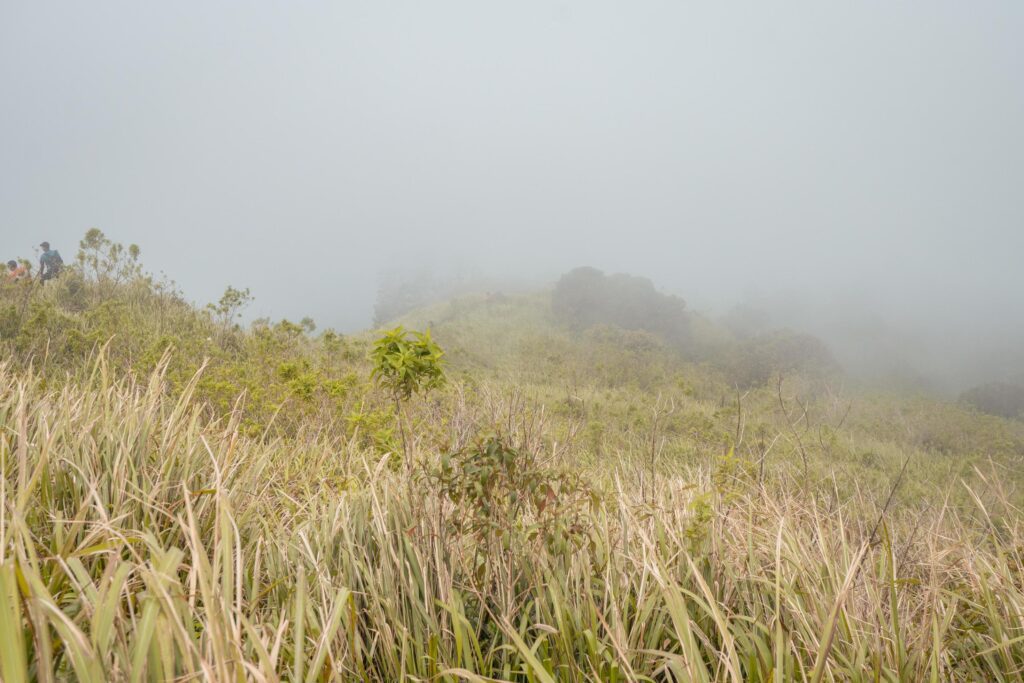 The way going to peak mountain, with Savana and foggy vibes. The photo is suitable to use for adventure content media, nature poster and forest background. Stock Free