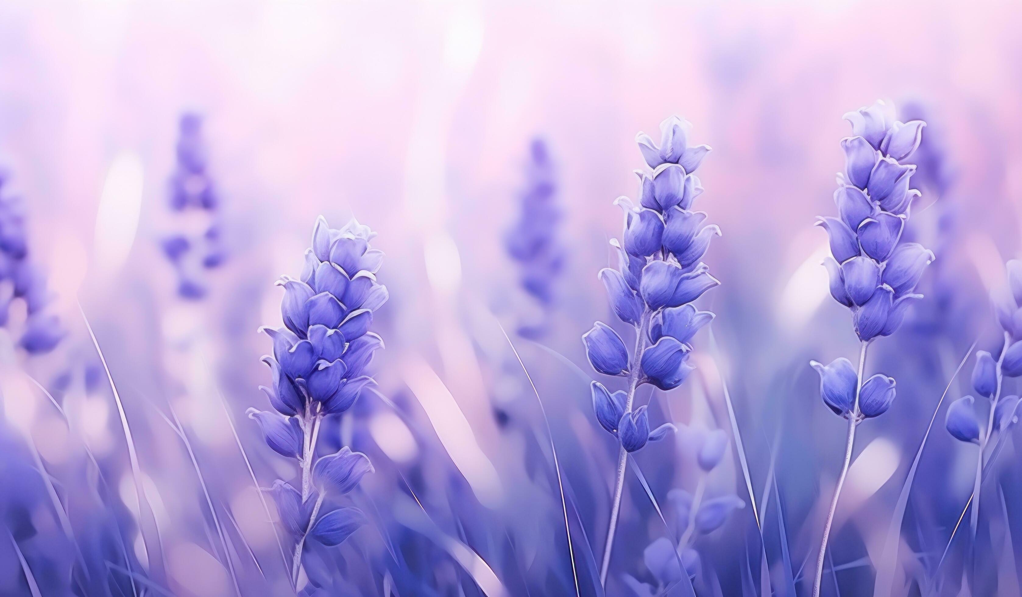 Lavender flowers natural background Stock Free