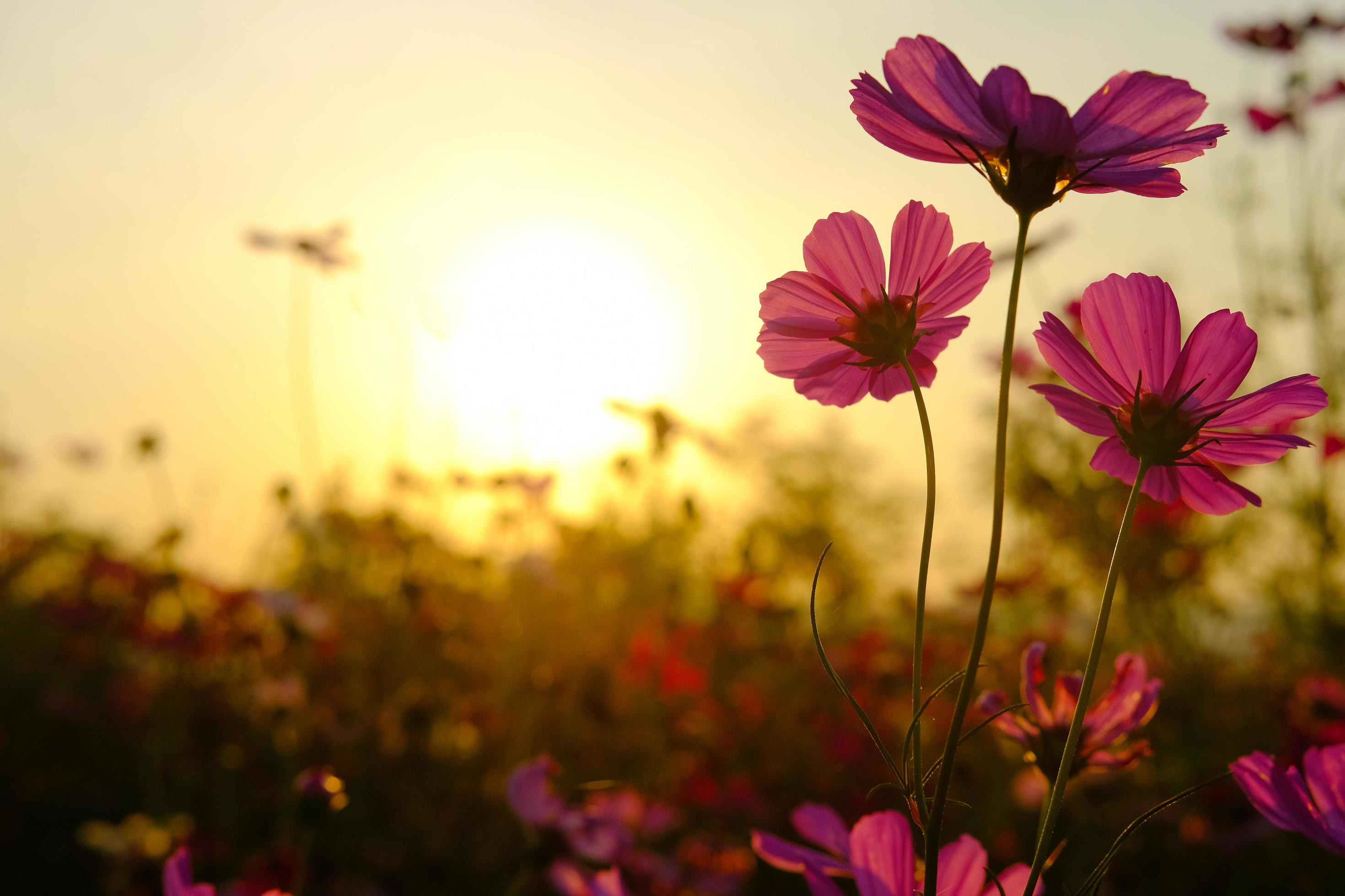 Field cosmos flower. where the sun is rising. Stock Free