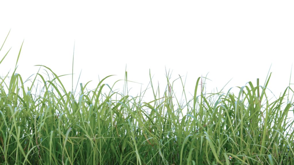 A cut-out of a clump of green tall grass on a white background with clipping paths. Stock Free