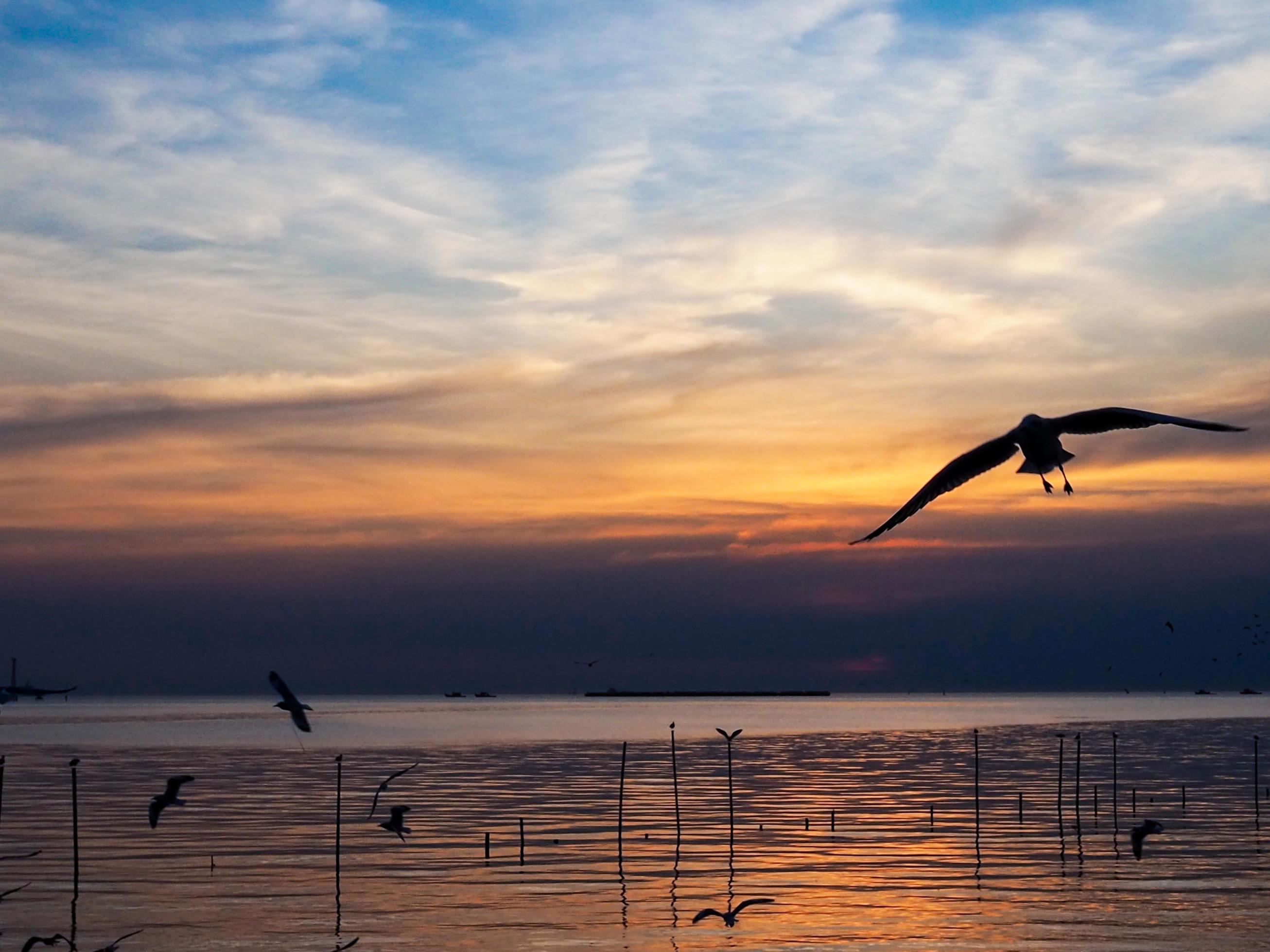 Flock of birds flies above the sea surface. Bird flying back to nest in natural sea and golden sky background during beautiful sunset. Stock Free