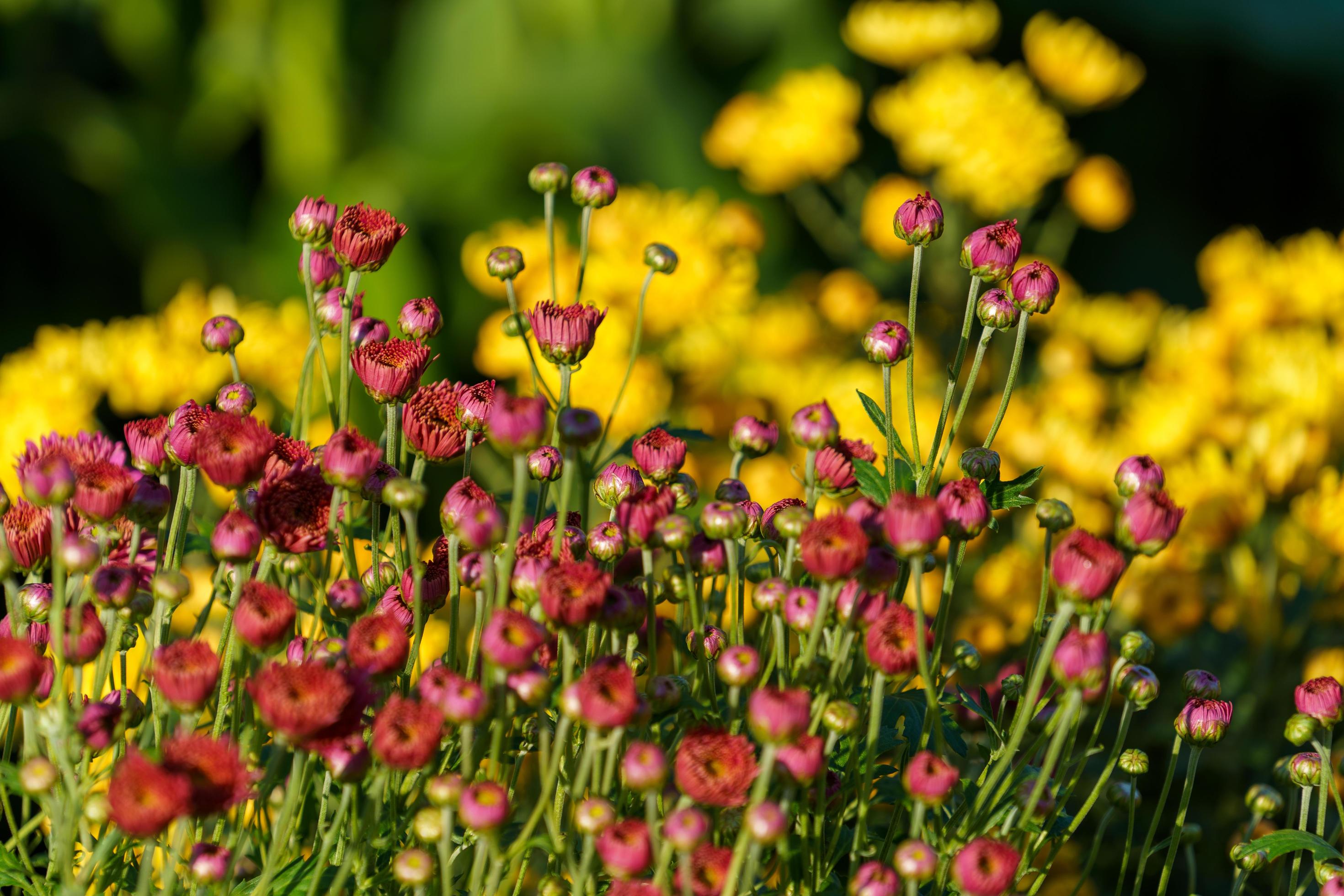 Close-up of beautiful multicolored flowers on a blurry background Stock Free