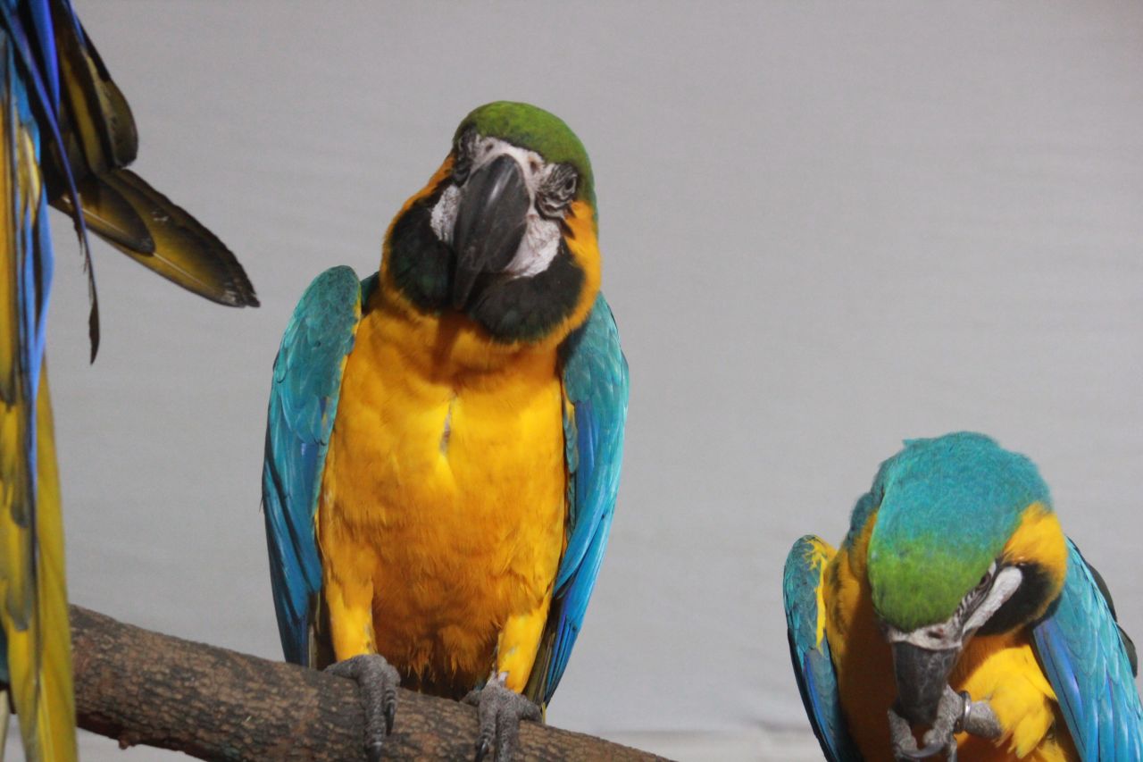 Blue And Yellow Macaw Stock Free