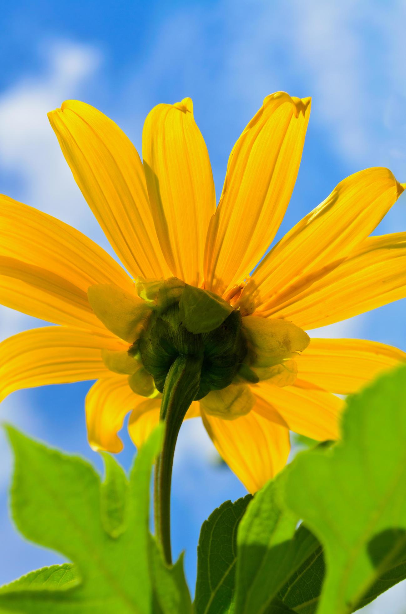 Close up Mexican Sunflower Weed, Flowers are bright yellow Stock Free