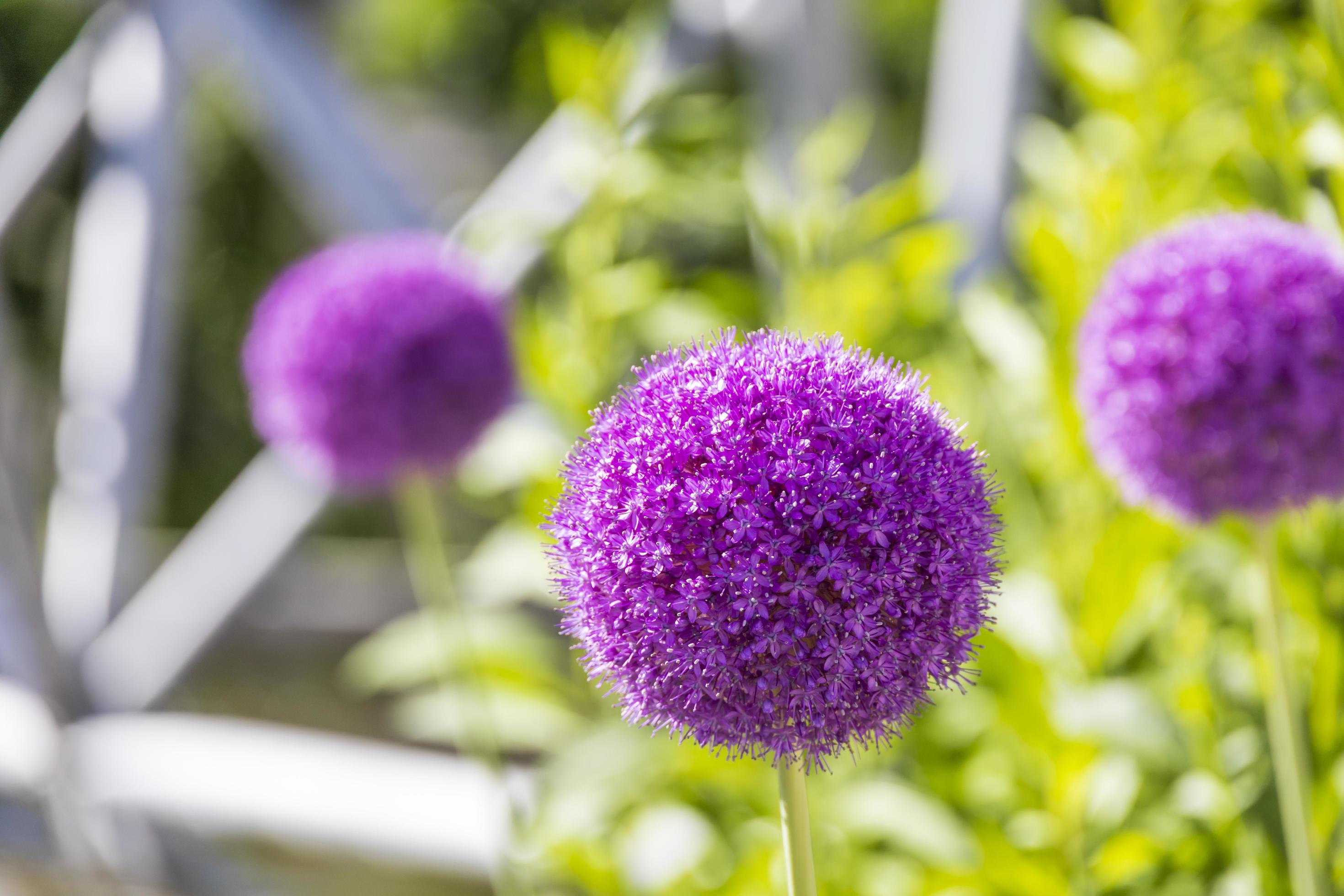 Round purple allium flowers in a green garden Stock Free