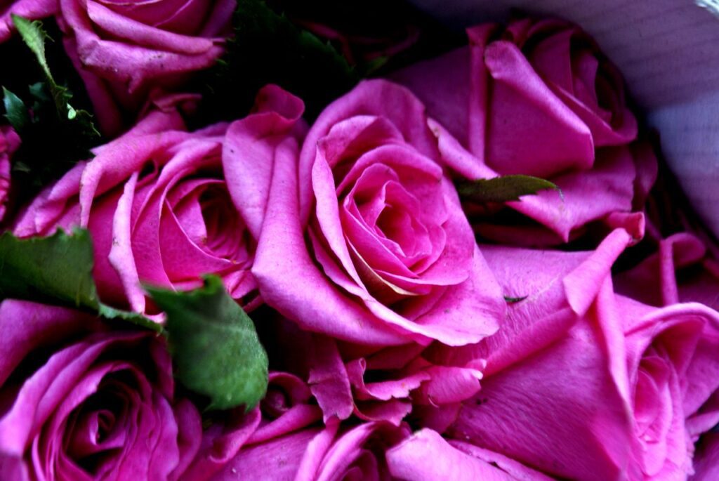 Pink Roses Stock Free