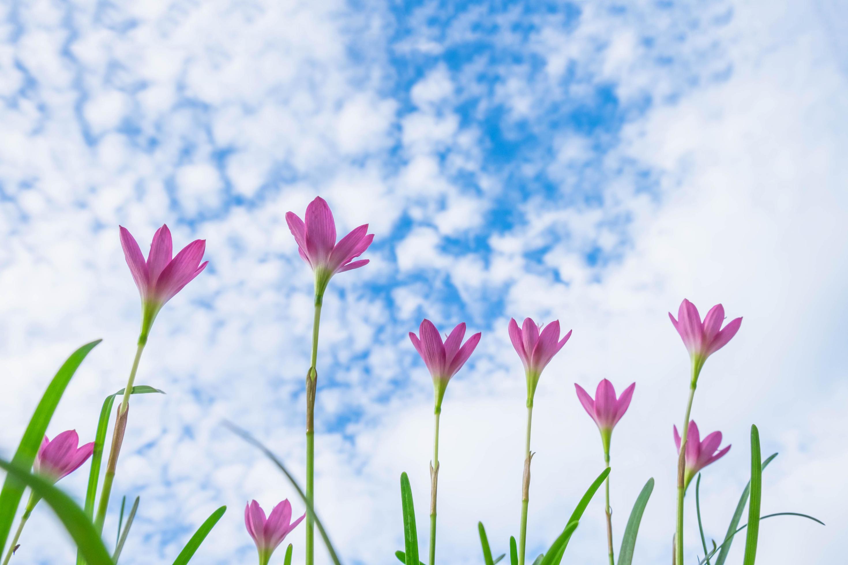 Sky background with pink flowers Stock Free