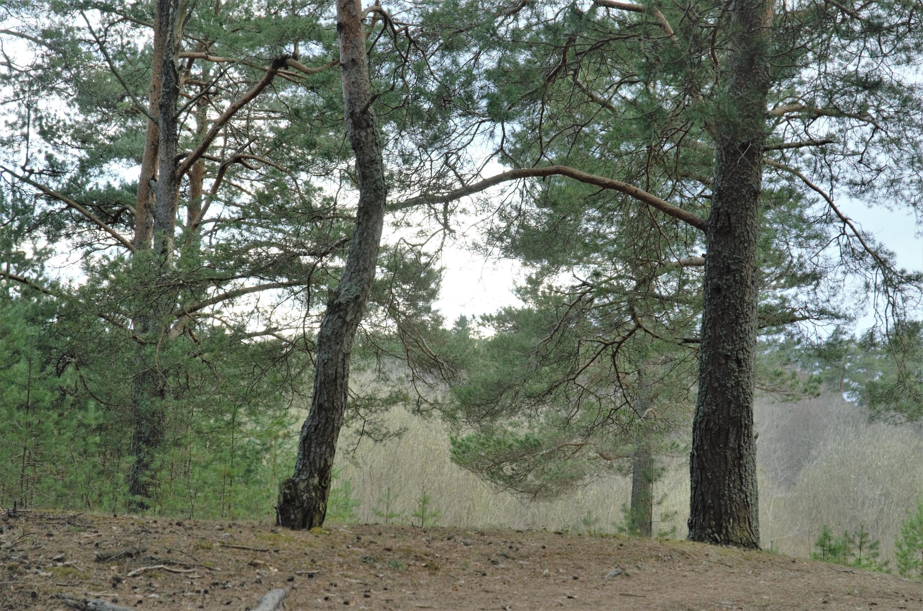 forest of pine trees. background forest nature Stock Free