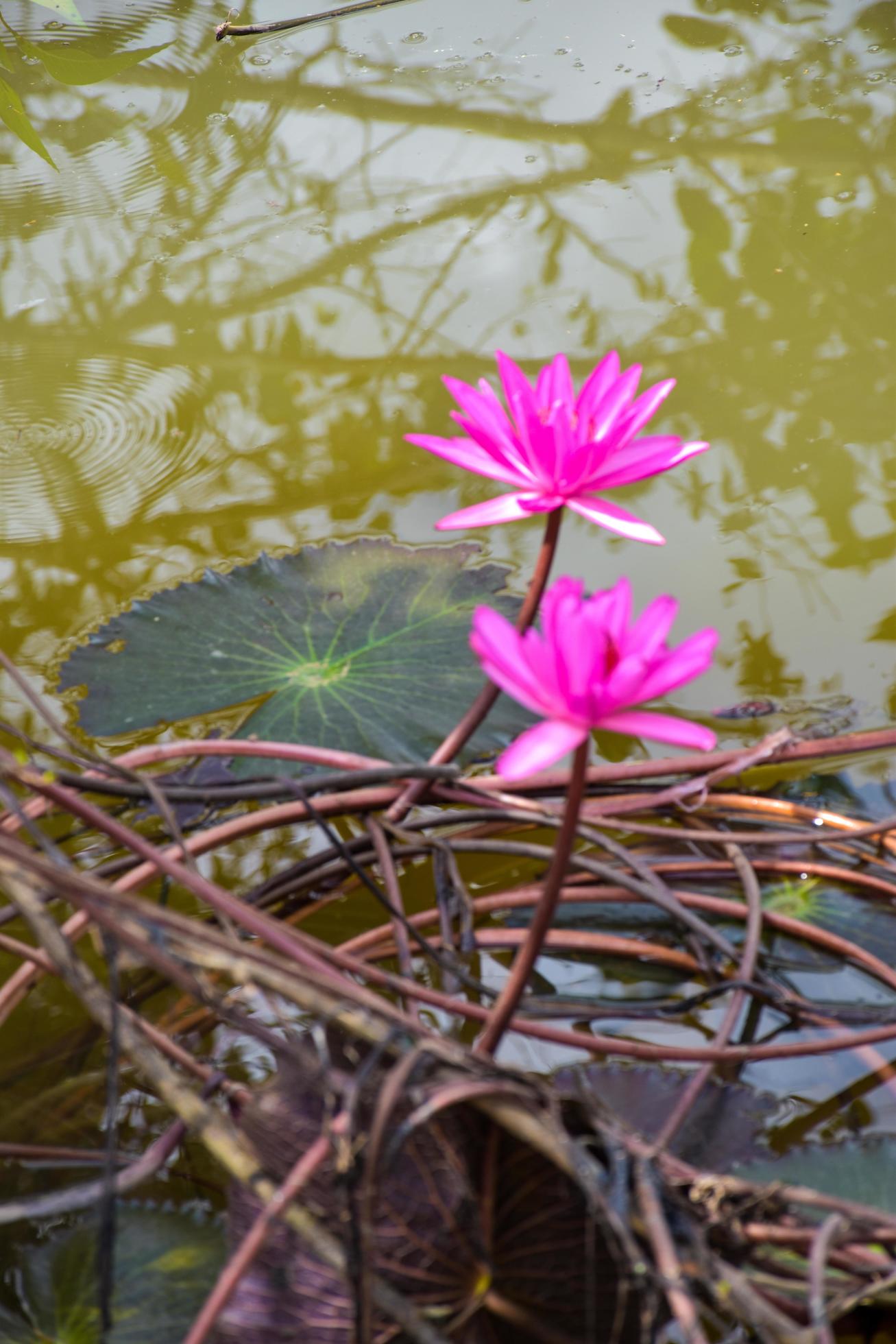 pink lotus blooming in water Thai garden beauty nature Stock Free