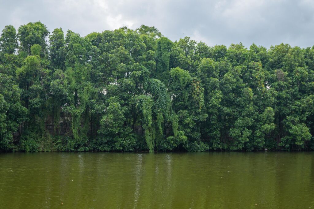 Wooden bridge over the tropical lake with cloudy vibes. The photo is suitable to use for adventure content media, nature poster and forest background. Stock Free